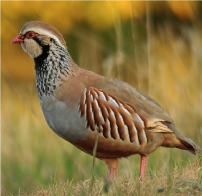 Partridge