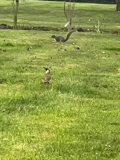 Green Woodpecker