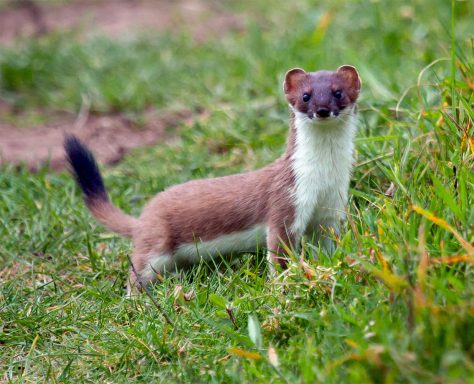 Stoats