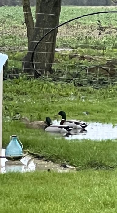 Mallards