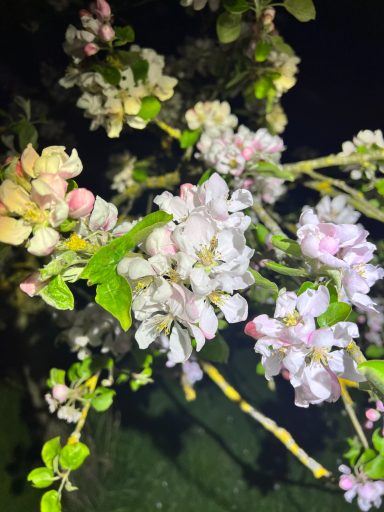 Apple Blossom