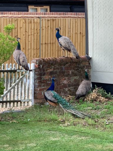 Peacocks