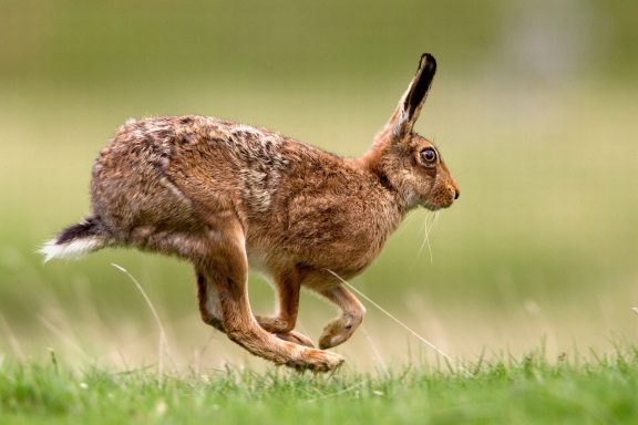 Hares