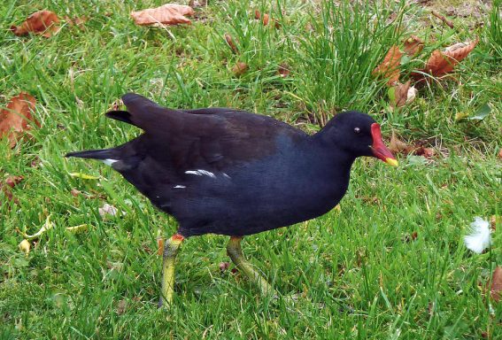 Red Billed Coot