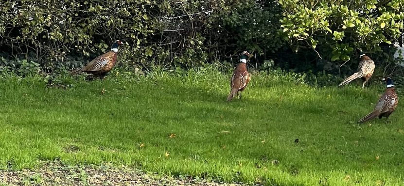 Pheasants